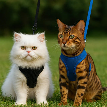 ChatGPT_Image_Nov_5_2025_10_49_05_PM - Clawmego