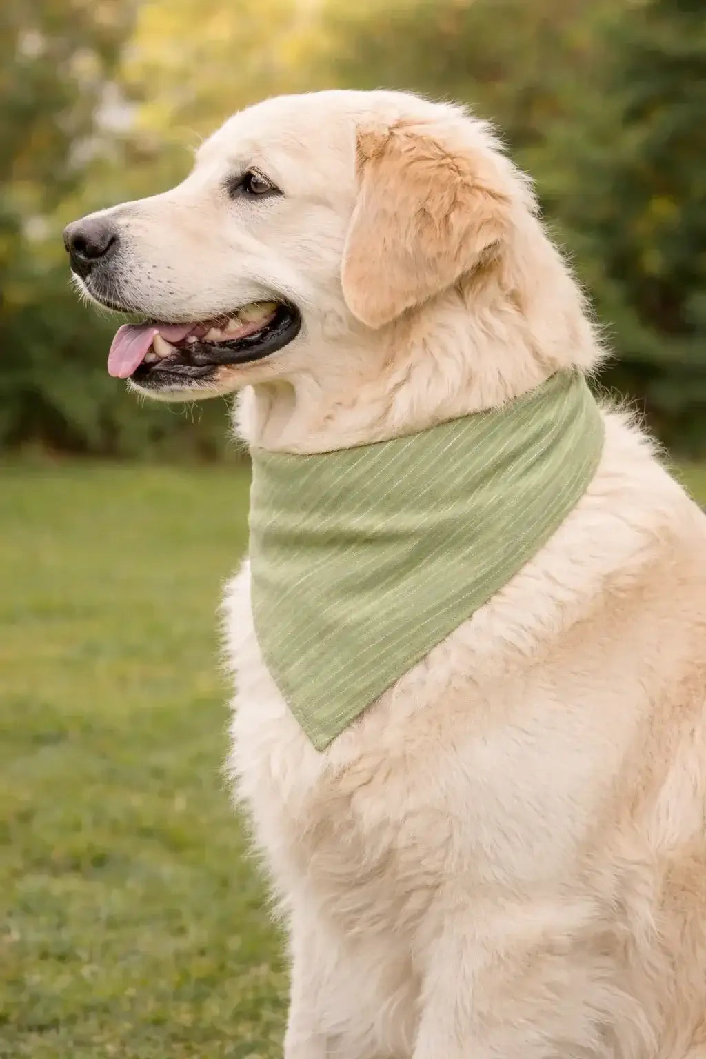 Clawmego Bandana for Dogs_Elegant Designer_Green