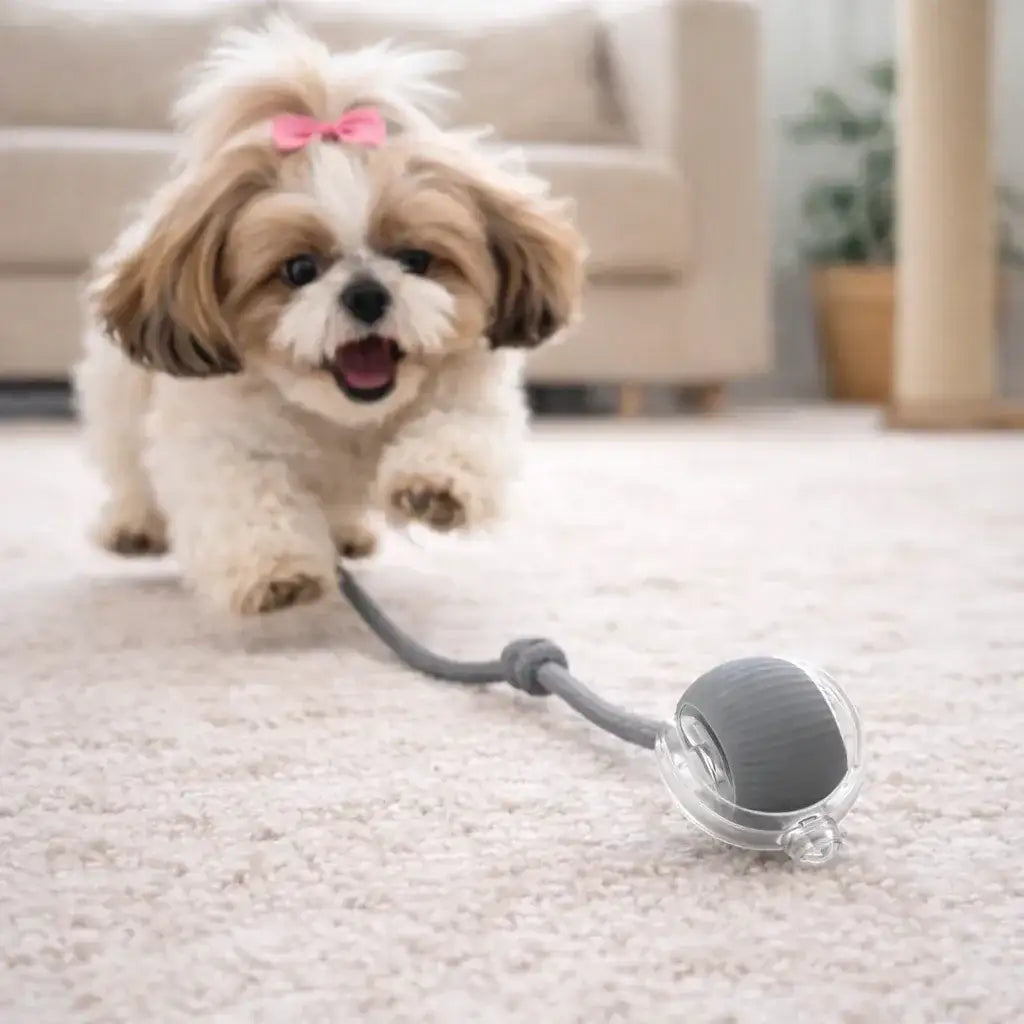 Clawmego Rechargeable Silicone Rolling Ball | Interactive Pet Toy for Dogs & Cats