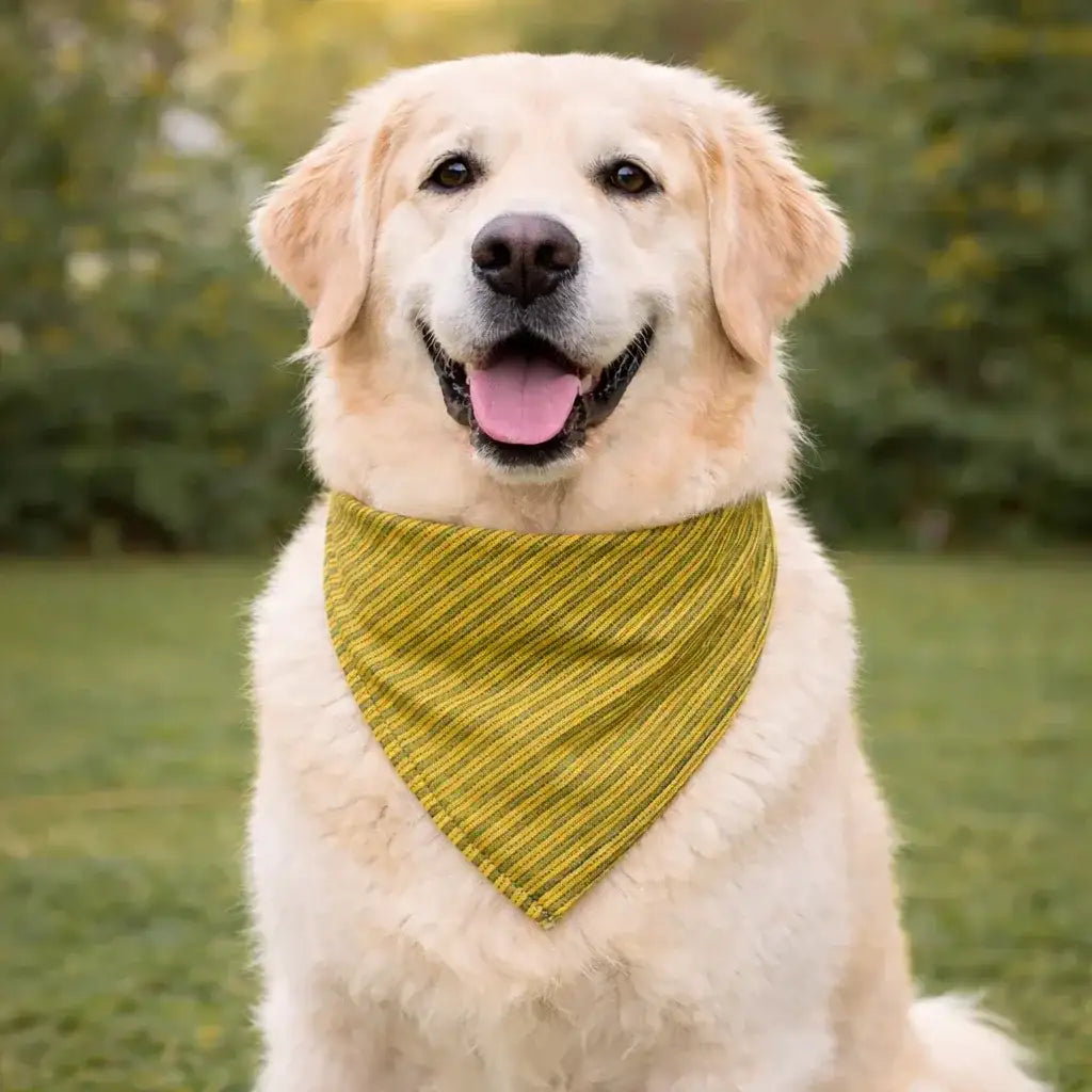 Clawmego Stylish Bandana for Dogs_Classic_Mustard Green