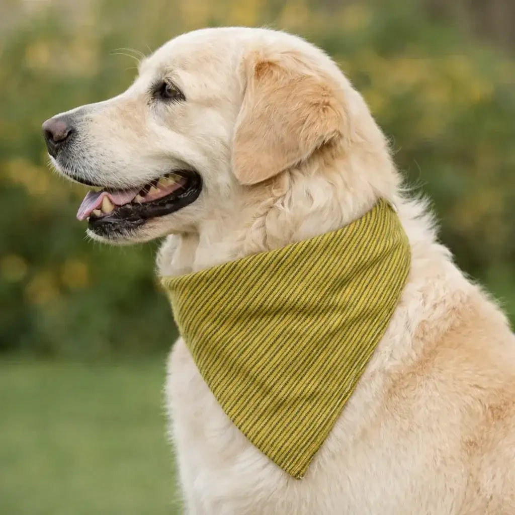 Clawmego Stylish Bandana for Dogs_Classic_Mustard Green